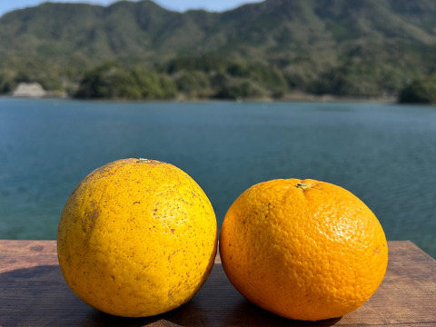 河内晩柑&甘夏　栽培期間中農薬不使用 柑橘セット　箱込み4kg　【柑橘食べ比べ】