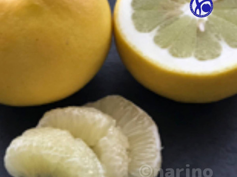 [8.5kg] 黄色い芳香柑橘 天草の文旦：パール柑