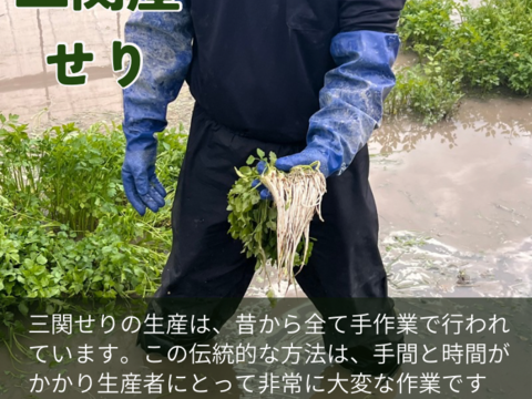 北限のせり 鍋 セリ鍋 きりたんぽ鍋  天ぷら 500g せり 三関産せり しゃぶしゃぶ セリ 家庭 ギフト お歳暮 クリスマス すき焼き 家庭 雑煮 七草 お取り寄せ野菜