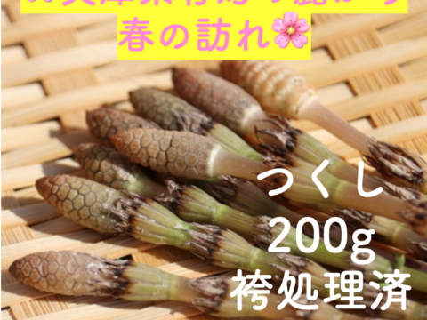 【袴処理済】有馬温泉の麓 天然つくし 200g 3月中旬より発送 土筆 袴なし