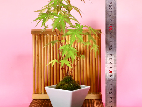 〜優しい空間を〜　苔玉　山もみじ（衝立付き）