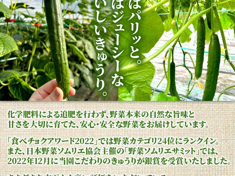 【期間限定】6月15.16.17日発送！シャキシャキきゅうり摘果小さめ2kg弱