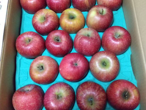 令和7年度産早期予約セール15%OFF大玉から順に発送‼️🍎青森県産葉取らず完熟ふじ約10kg家庭用‼️とことん味にこだわりました😊