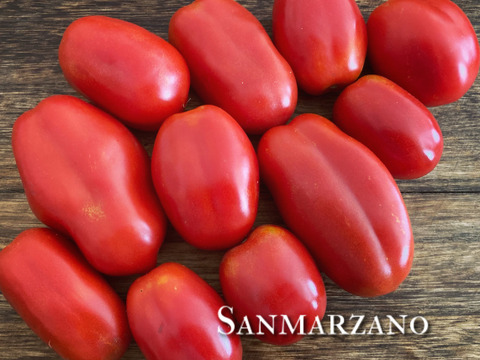 樹上完熟 イタリアントマト アソート 約1.2kg 富山県産