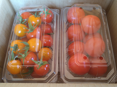 完熟トマト３種食べ比べセット『中玉＆ミニ』1kg