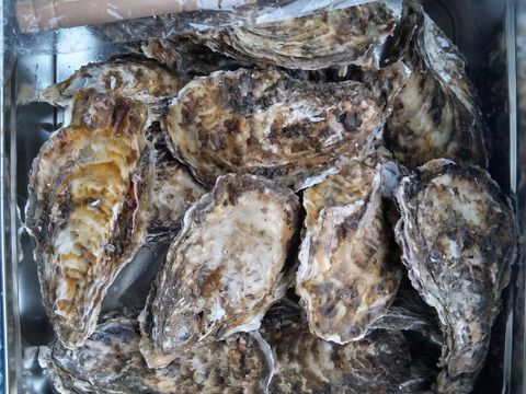 牡蠣 冷凍蒸し缶２ｋｇ 【約22粒】宮城県産 殻付き 牡蠣 殻付き 牡蠣 殻付 蒸しカンカン 加熱用 kaki かき 松島牡蠣屋 冷凍牡蠣 貝 貝類