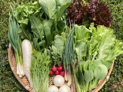 新鮮！旬の野菜セット【Mサイズ：約4〜4.5kg】【12品目】農薬・化学肥料不使用