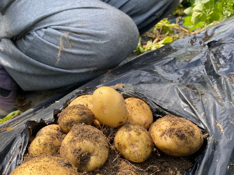 5月収穫！ジャガイモ「キタアカリ」！4㎏サイズ中玉