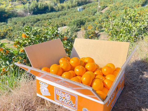 滑らかな舌触り！あふれる果汁！糖度だけでは測れない深い甘みとコク！匠の技が光る『頑固ひとくちみかん』2Sサイズ、5kg