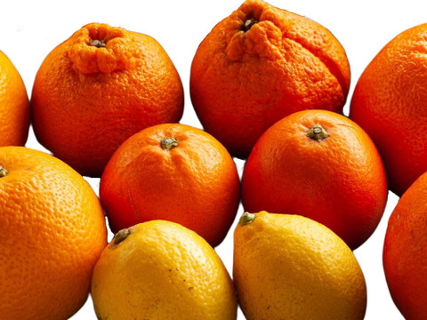 【柑橘食べ比べセット】約10㎏ 柑橘3種以上の詰め合わせ