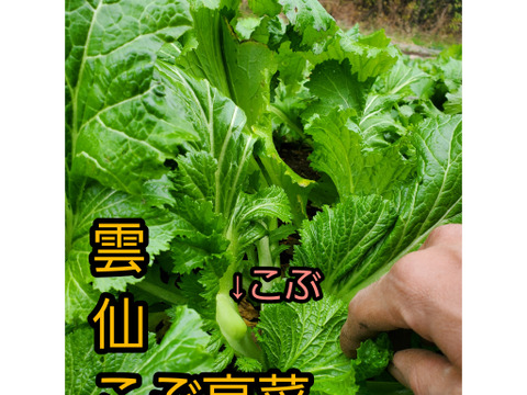 テーマは『カラフル&珍しい』野菜セット～冬～(野菜6種類入り)農薬・化学肥料不使用