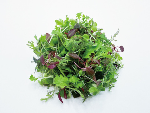 風味豊かなマイクロリーフ！chef's leafのオリジナル『マイクロミックス』20g入り（月木収穫してます！月木のAM発注なら即日出荷可能！！）