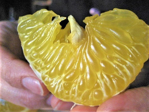 朝採りの食べ比べ☆旬の「はるひ」と走りの「甘夏」＝3kg☆ 農薬・肥料・除草剤不使用