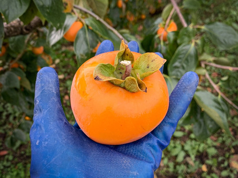 《1月お届け・10%増量》ぽってり程よい弾力！南信州ブランド干し柿『市田柿』徳用品1.1kg みやまし農産物認証原料柿使用