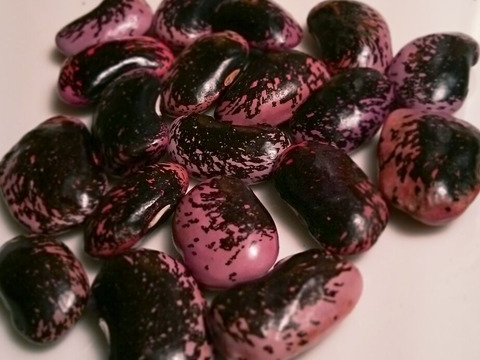 使い切り！食べ応え抜群！高級豆！高原の紫花豆（150g）
