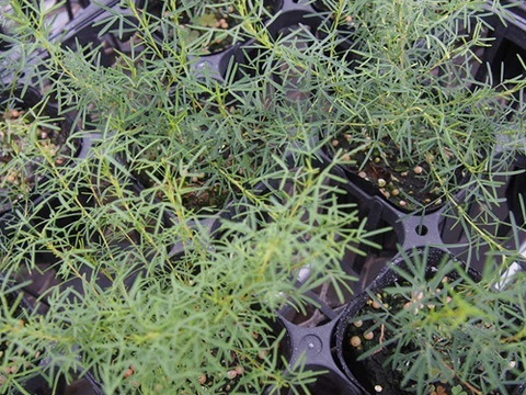 2個セット  ペタロステマム ステファニー  イングリッシュガーデン 花苗 多年草 宿根草