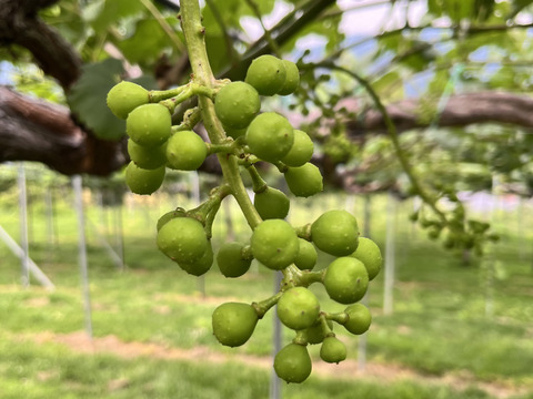 長野県松本産　ぶどう【シャインマスカット】　2房入（約1キロ）
