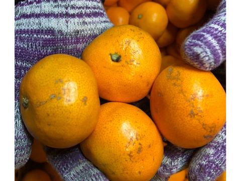 まどんな家庭用2.5キロ＋良品みかん3キロ　※1月6日から順次発送開始