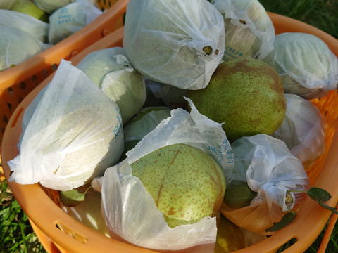 トロリとした食感！秋田県産『ラ・フランス』3㎏