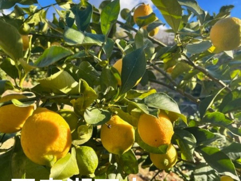 訳なし！国産レモン　瀬戸内産　2㎏