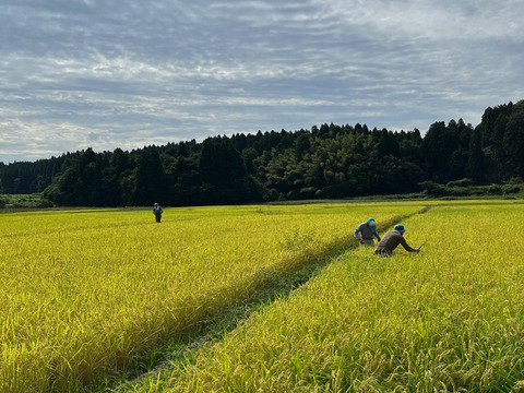 【新米】特別栽培米コシヒカリ（玄米）5kg　令和5年石川県産