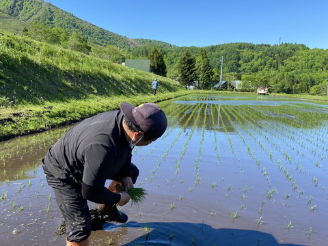 【新米】ゆめしなの  10kg 〈令和5年産〉長野県の標高の高い地域で栽培されているお米
