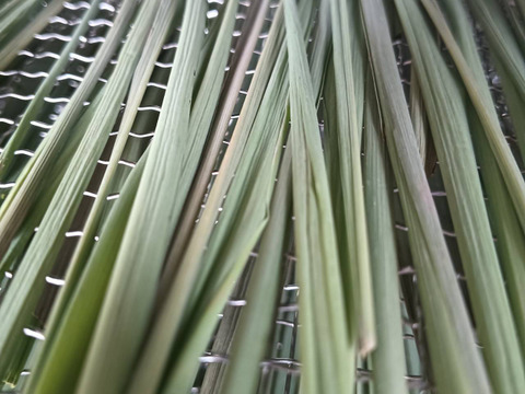 レモングラス フレッシュ 生葉 200g