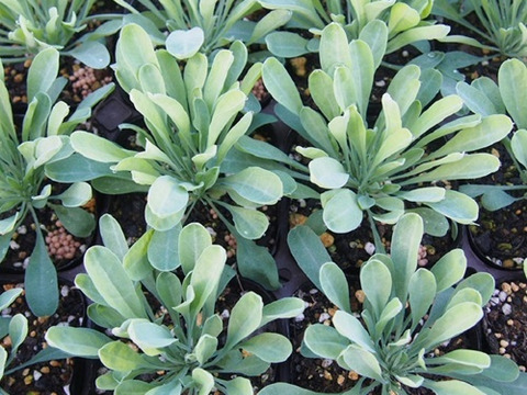 2個セット オンファロデス リトルスノーホワイト ホワイトガーデン イングリッシュガーデン 花苗 花壇苗