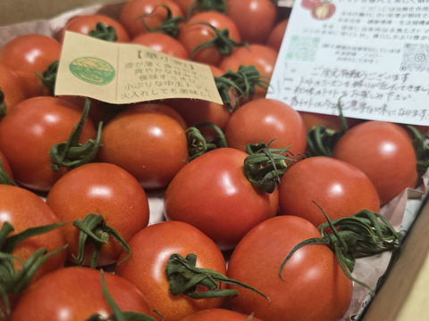 一箱で二度美味しい♪こだわりの薄皮トマト🍅【華おとめ】&【華小町】Mix１.７kg箱