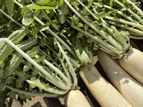 朝採れ発送！固定種＊山田ねずみだいこん＊葉付き中型だいこん＊5kg＊訳ありミックス