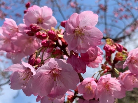 【農薬不使用】桜の塩漬け・3袋《農薬・化学肥料・着色料不使用》