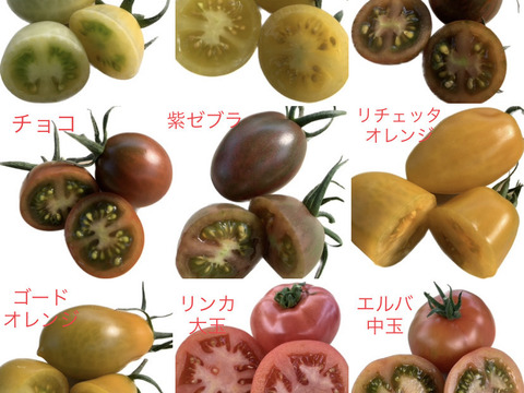 まるでトマトの宝石箱やぁ♪　思わずにっこり、龍宮ジュエリー（3.0ｋｇ）【トマト食べ比べ】