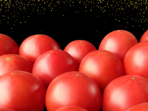 【予約販売★１月中旬より発送開始】『Red i〜紅〜』熊本県八代産 塩トマト １kg