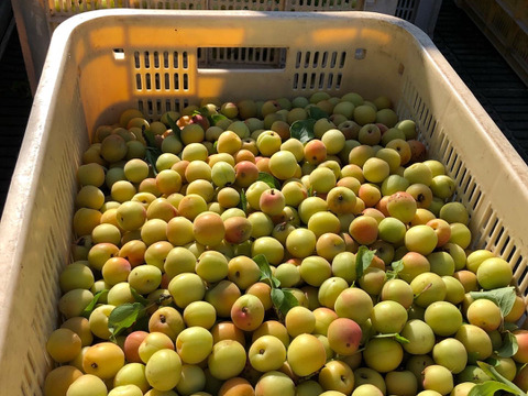 愛媛県　砥部町産　自家農園のふぞろいの小梅たち5kg（農薬・化学肥料・除草剤不使用　ご家庭用　梅干し用　梅シロップ用）（チルド配送）