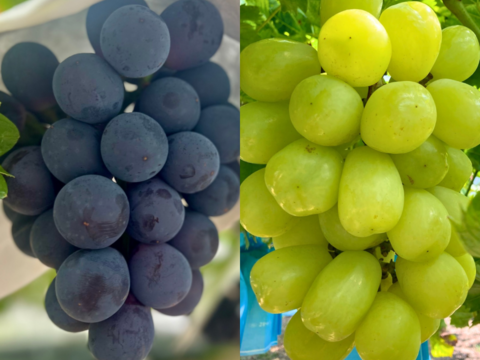 【夏ギフト】大粒！夏ぶどう2色セット 雄宝＋泉州パープル