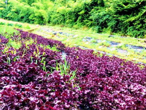 【予約販売】農薬不使用の赤紫蘇！1.5キロ以上入るだけお包みします！自然栽培のおいしい紫蘇！自然栽培