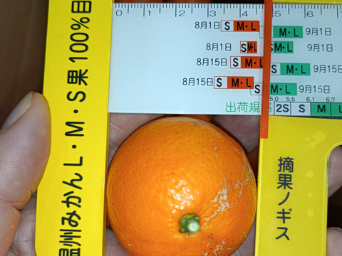 【甘くて新鮮】濃６みかん3kg サイズ混合 和歌山県産 農薬節減率67%