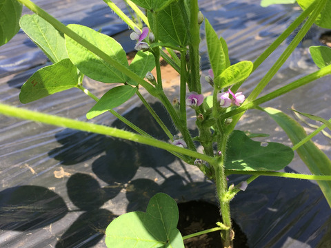 枝豆「湯上がり娘」2,400g味には自信が有ります！おつまりに♪「収穫日即日発送！」