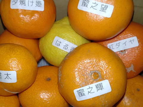 【低価格】めちゃ甘っ！食べ比べ！でも見た目にかなり難あり！味はピカイチ！見た目を気にされない方限定！品種ミックス！生産者と消費者をマッチング！ダブル応援みかん　訳あり　約2kg入【商品番号3001】