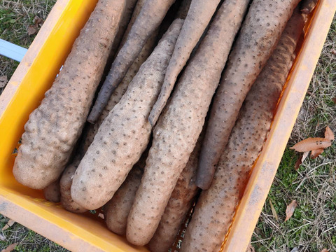 【贈答用】ねばりっこ 山芋 抜きたて 5kg程度 とろろ ねばり 長芋 根菜