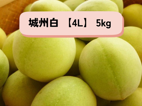 ＊予約販売【青梅】京都青谷産「城州白」(5kg, 4L)　香りの良さが光る青梅