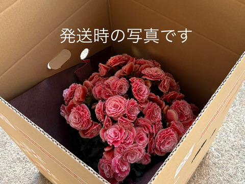 【多くの受賞歴】アンティーク調の覆輪の花、人気品種です。エラチオールベゴニア【ボリアス】５寸