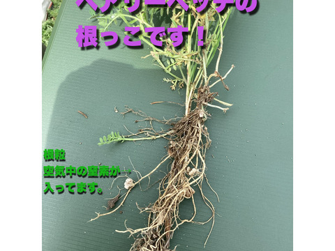 【新米】緑肥で栽培！「結びの神」精米3㎏×2袋