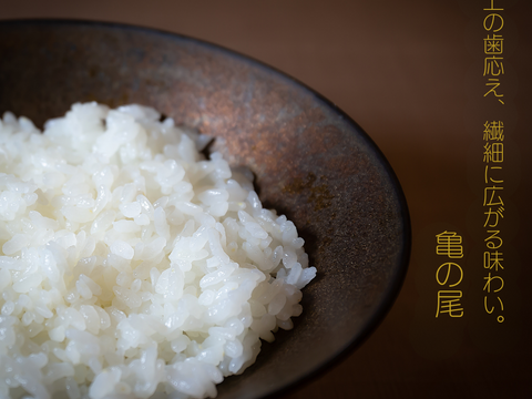 【令和8年産新米】100年以上受け継がれる希少米「亀の尾」5kg｜特別栽培・長野県産