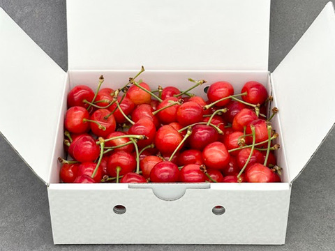 【先行予約】大玉さくらんぼ L～2L バラ 約500g