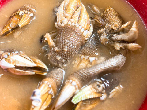 【浜名湖産】天然カメノテ1キロ入り