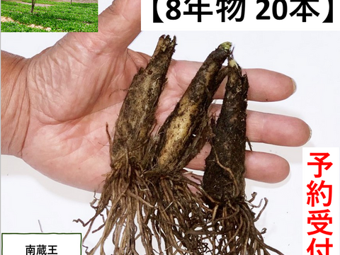 秋苗10月発送！】8年物 100本 行者にんにくの苗根：宮城県産の