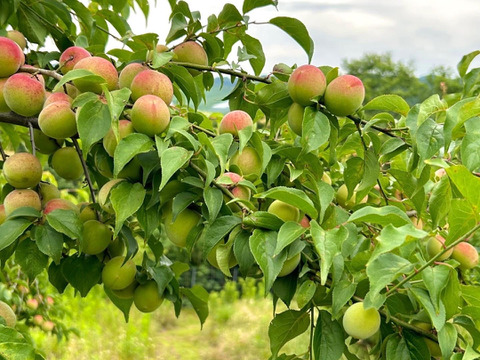 【青梅 約1kg】奈良・吉野の特別栽培梅（品種おまかせ）｜梅しごとにぴったり♪