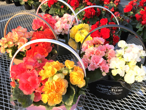 【贈答用】おしゃれなプランターと可愛らしいベゴニアがベストマッチ！エラチオールベゴニア【プランター２入】４寸