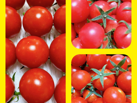 【限定品‼️8月23日発送❗️】ミニトマト　ピンキー、恋味、ミディトマト　リコピンポン‼️食べ比べセット❗️